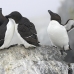 razorbill_msi_h_0276_can0089.jpg